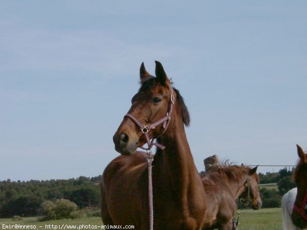 Photo de Selle franais