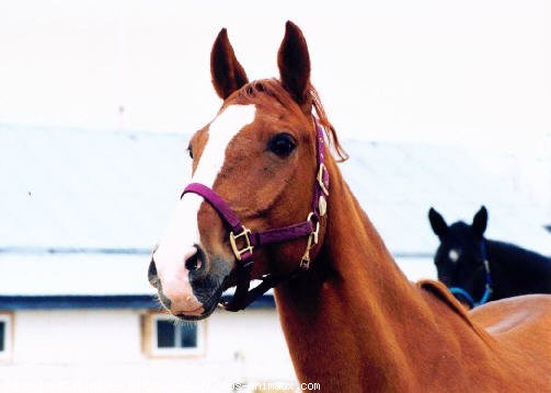 Photo de Races diffrentes