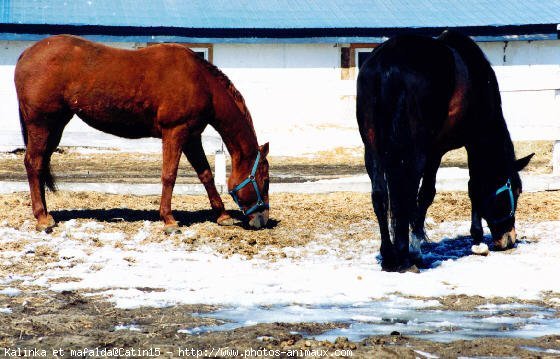 Photo de Quarter horse