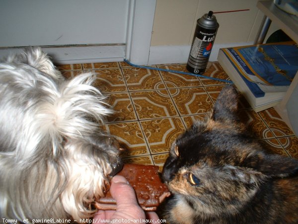 Photo de Schnauzer gant