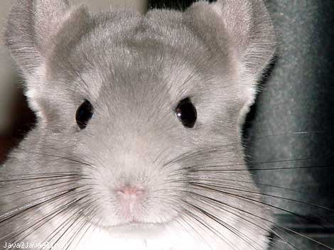 Photo de Chinchilla