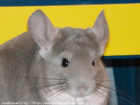 Photo de Chinchilla