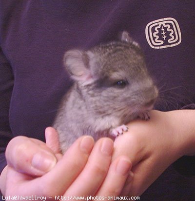 Photo de Chinchilla