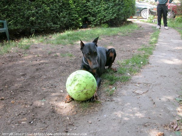 Photo de Dobermann