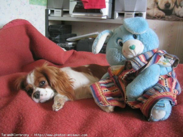 Photo de Cavalier king charles spaniel