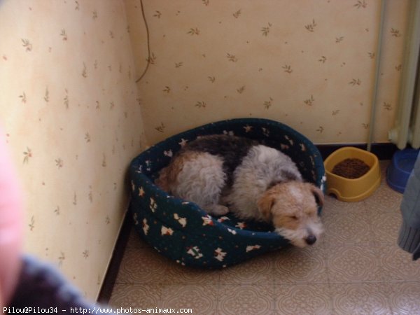 Photo de Fox terrier  poil dur