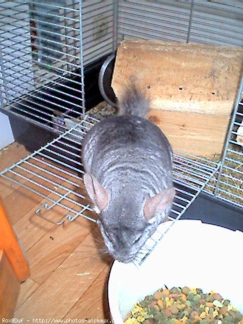 Photo de Chinchilla