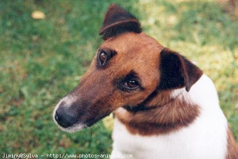 Photo de Fox terrier  poil dur