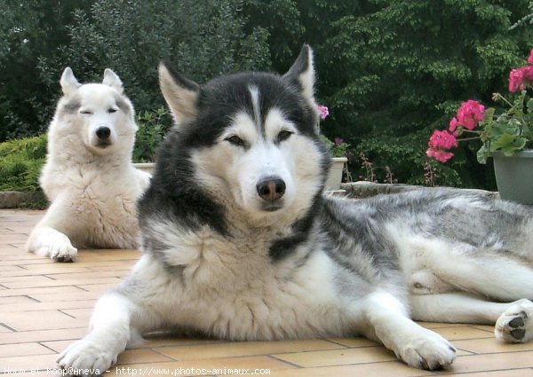 Photo de Husky siberien