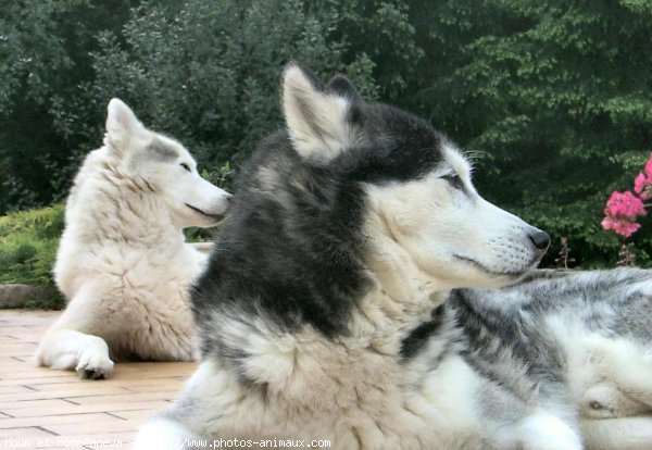 Photo de Husky siberien