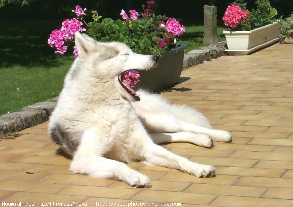 Photo de Husky siberien