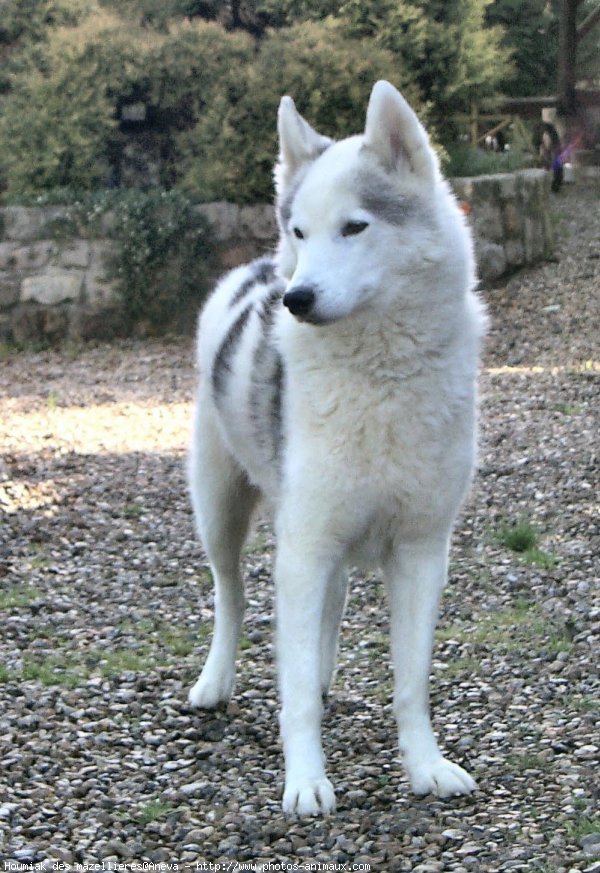 Photo de Husky siberien