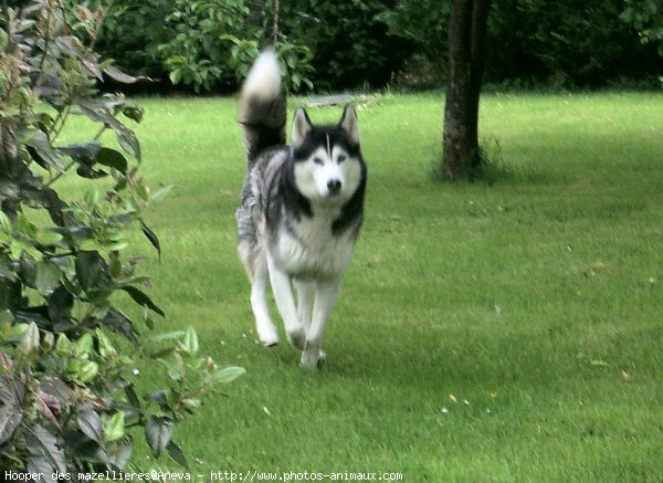 Photo de Husky siberien