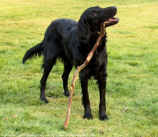 Photo de Retriever  poil plat