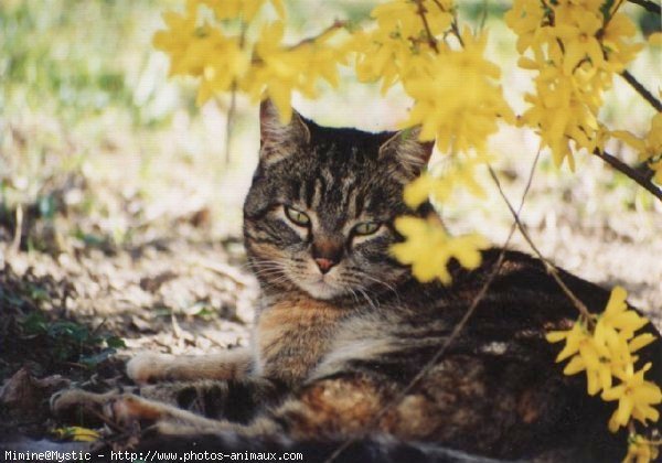 Photo de Chat domestique