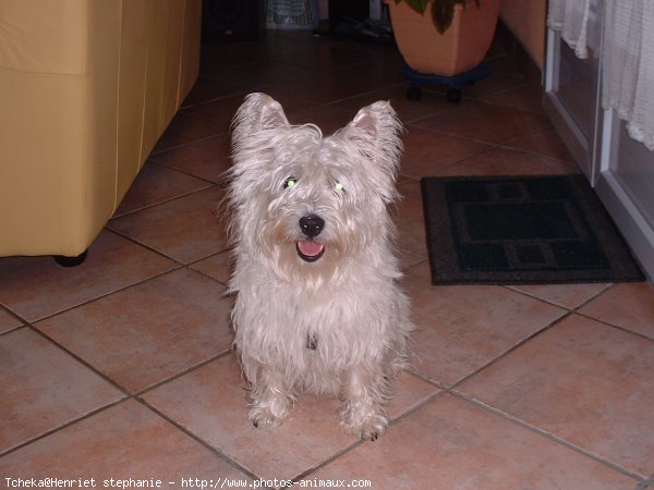 Photo de West highland white terrier