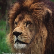 Photo de Lion