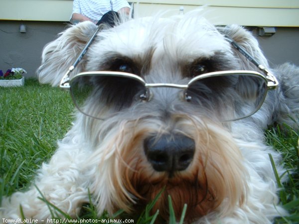 Photo de Schnauzer gant