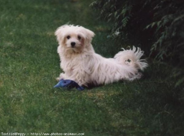 Photo de Bichon maltais