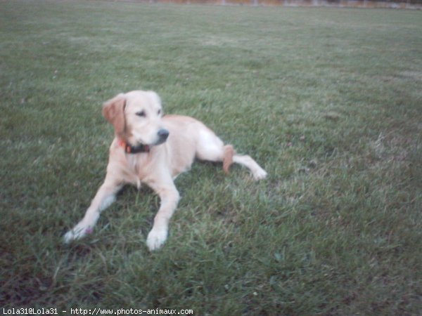 Photo de Golden retriever