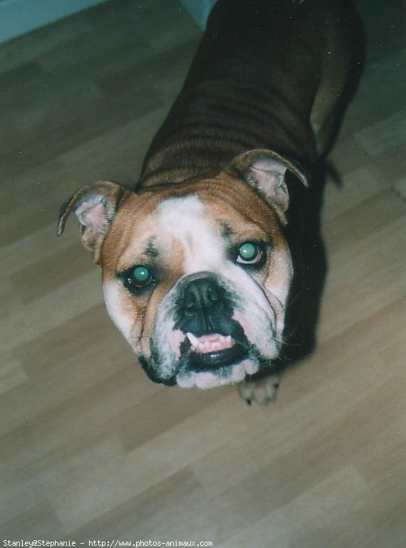 Photo de Bulldog