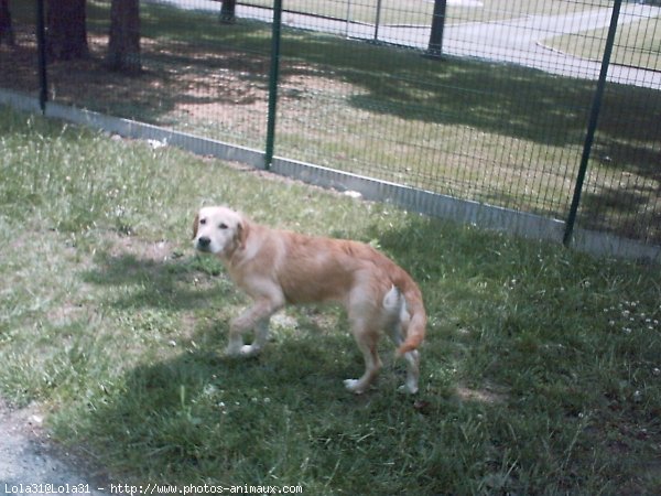 Photo de Golden retriever