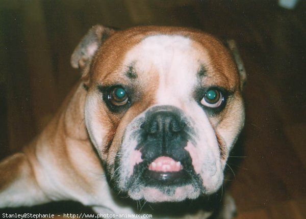 Photo de Bulldog