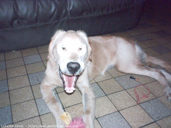 Photo de Golden retriever