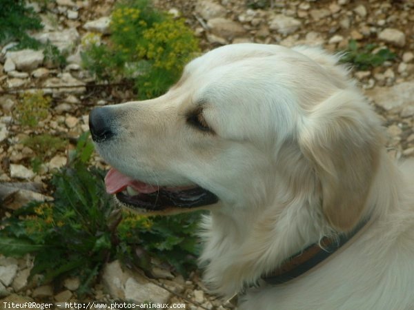 Photo de Golden retriever