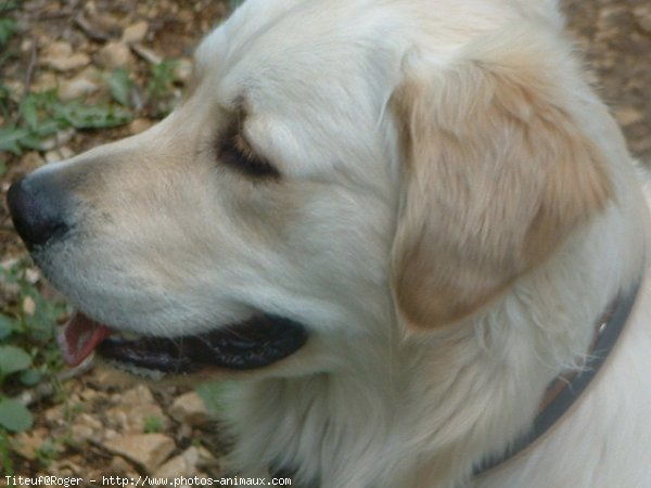 Photo de Golden retriever