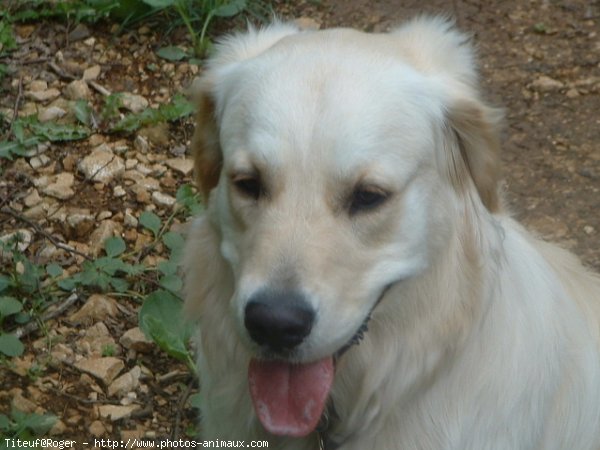 Photo de Golden retriever