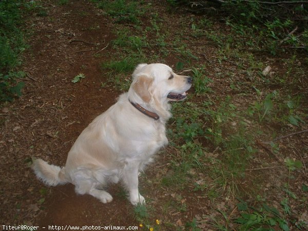 Photo de Golden retriever