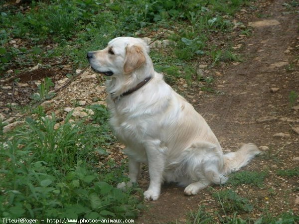 Photo de Golden retriever