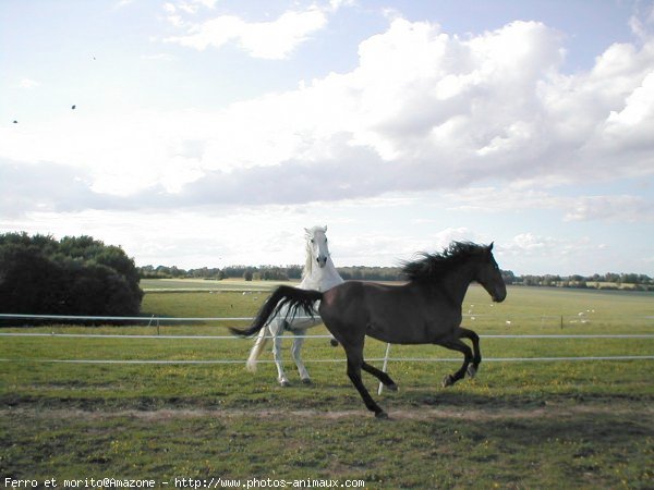 Photo de Races diffrentes