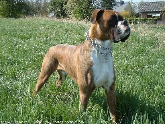 Photo de Boxer