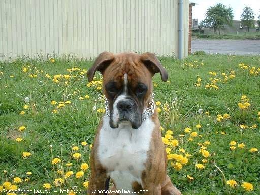 Photo de Boxer