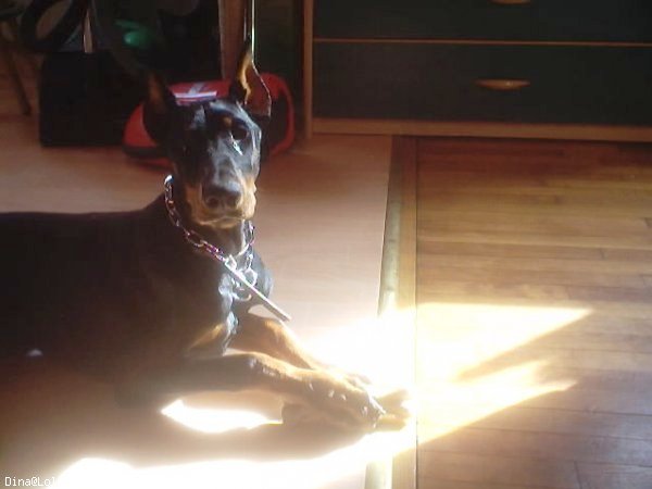 Photo de Dobermann