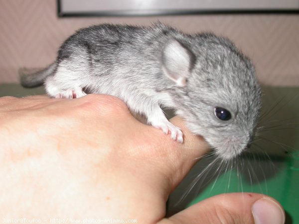 Photo de Chinchilla