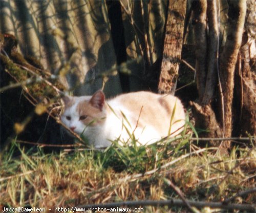 Photo de Chat domestique