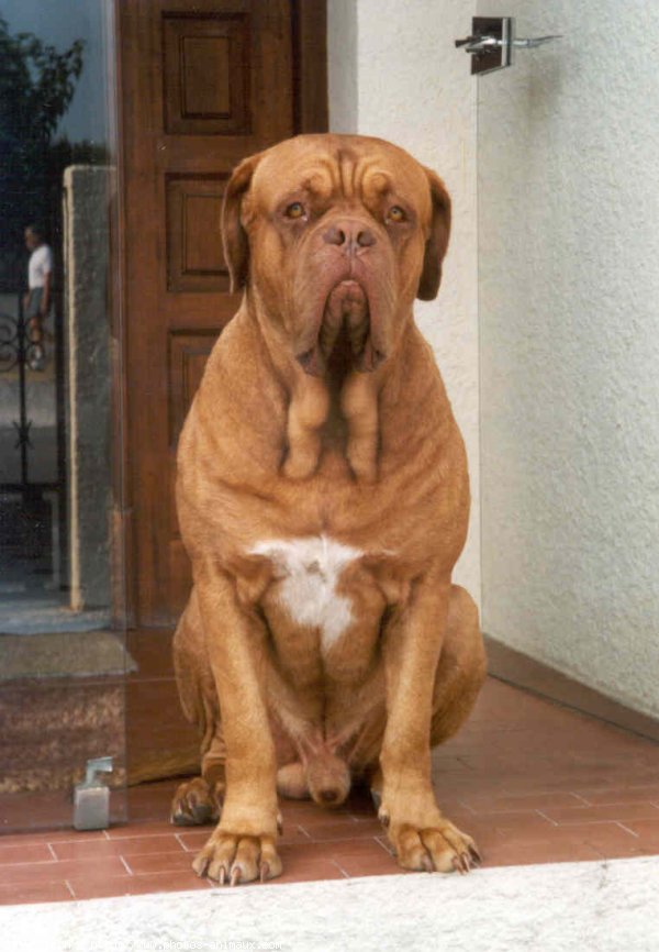 Photo de Dogue de bordeaux