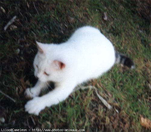 Photo de Chat domestique