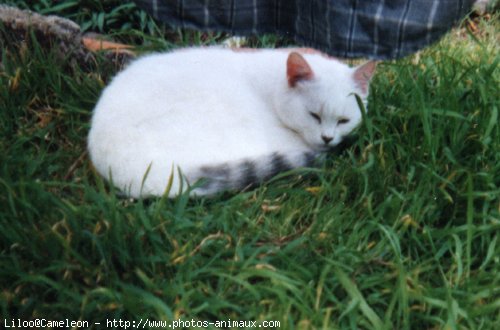 Photo de Chat domestique