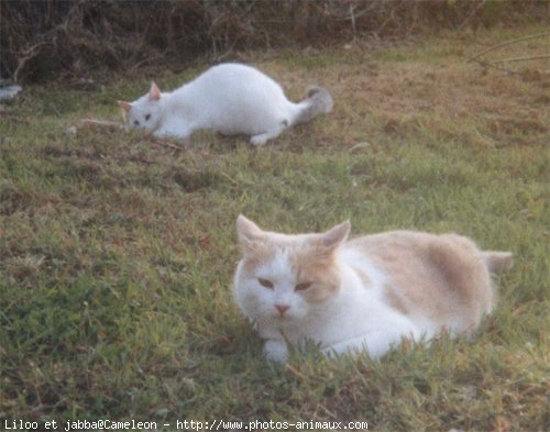 Photo de Chat domestique