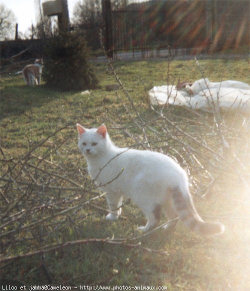 Photo de Chat domestique