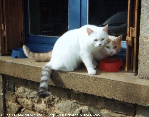 Photo de Chat domestique