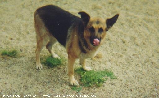 Photo de Berger allemand  poil court