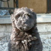 Photo de Bouvier des flandres