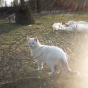 Photo de Chat domestique