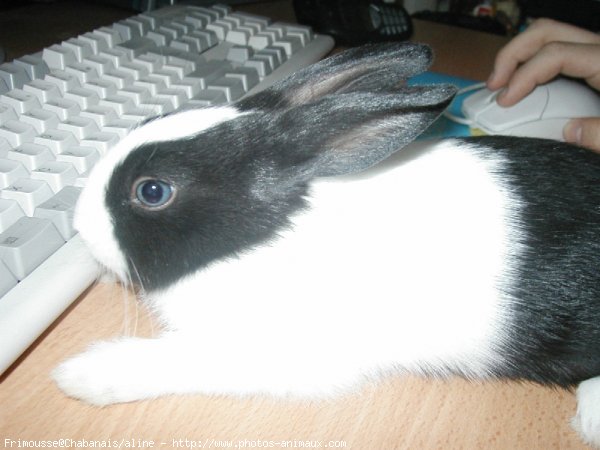 Photo de Lapin