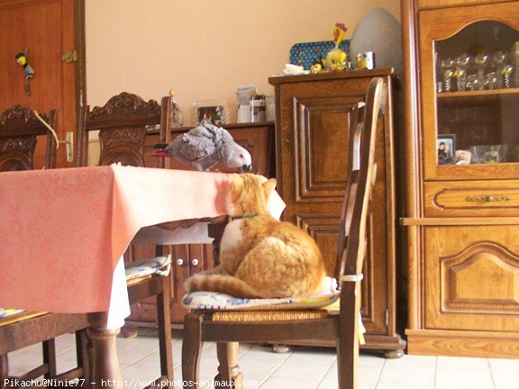 Photo de Chat domestique